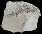 Metasequoia (Dawn Redwood) Fossil - Montana #62285-1